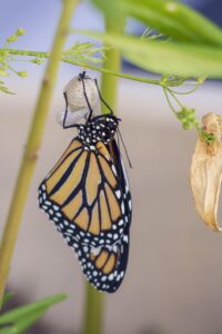 butterfly, cocoon, metamorphosis, insect, wildlife, pupa, wing, larva, caterpillar, butterflies, colorful, bug, animal, entomology, change, delicate, transformation, nature, chrysalis, fragile, wild, cocoon, metamorphosis, transformation, transformation, transformation, transformation, transformation, chrysalis