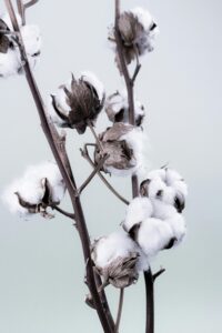Detailed view of cotton bolls on branches, isolated against a soft backdrop.